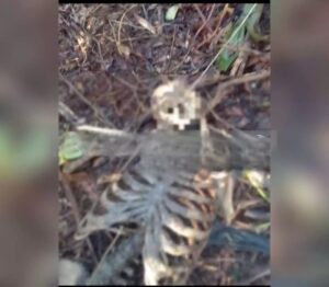 Policía encuentra la osamenta de un hombre asesinado en Bilwi