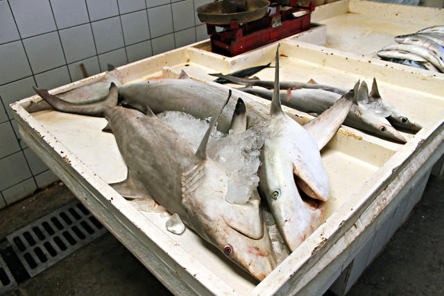 El veneno oculto cuando comemos pescado: cuáles y cuánto debemos consumir para que no sea tóxico