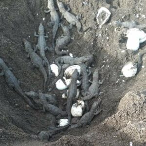 Liberan 48 cocodrilos en aguas del Río San Juan