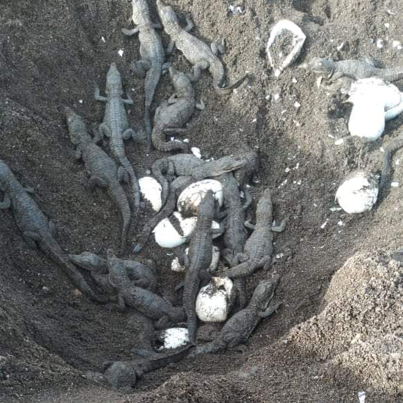 Liberan 48 cocodrilos en aguas del Río San Juan