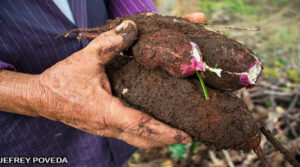 El programa Adelante ha desembolsado 302 millones de córdobas este