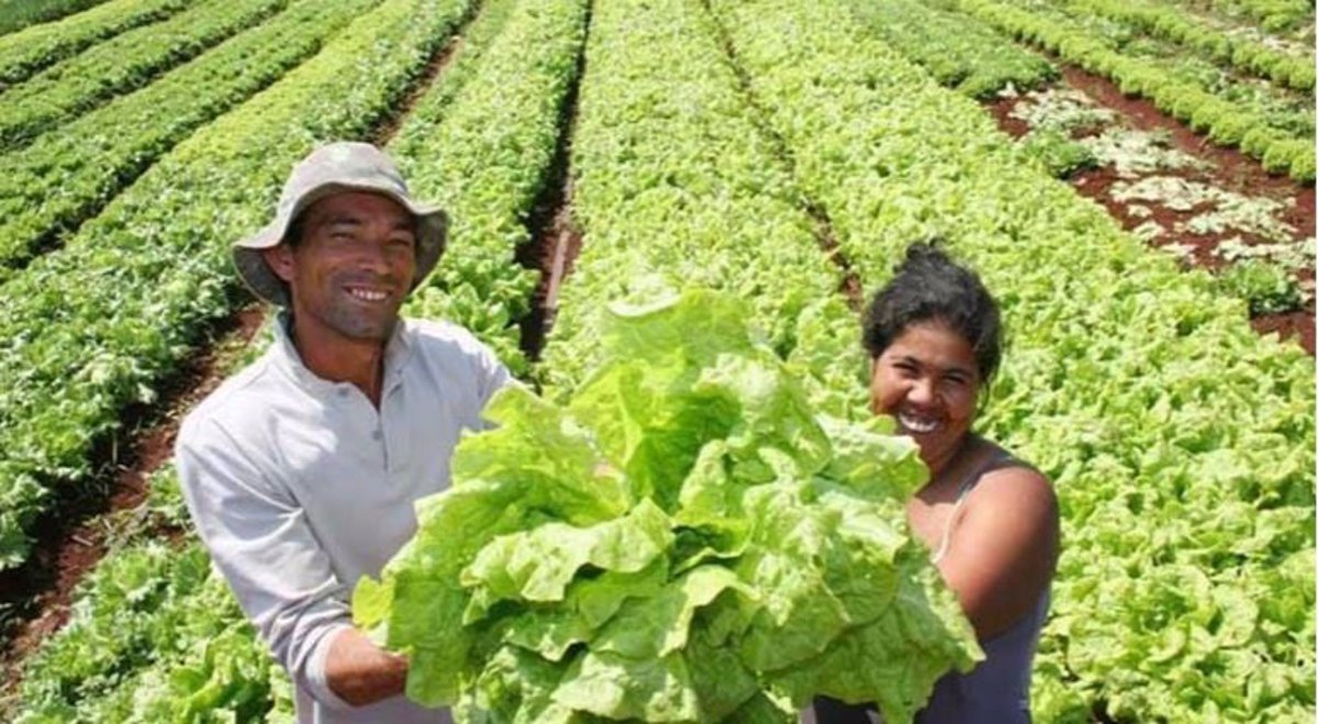 Nicaragua en vía de alcanzar el 100% de seguridad alimentaria