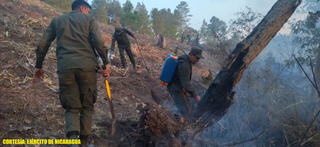 Incendio afecta 120 manzanas de pino y roble en Estelí