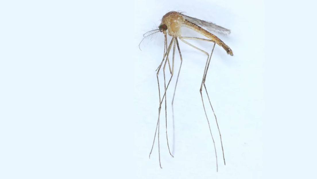Encuentran un mosquito portador de un virus mortal por primera vez en Finlandia