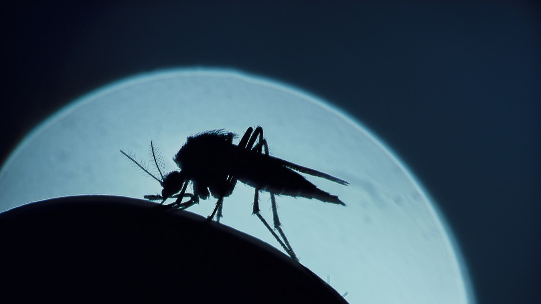 EE.UU. registra los primeros casos de malaria adquirida localmente en 20 años