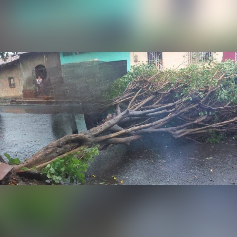Caída de árbol en León deja grave a una persona