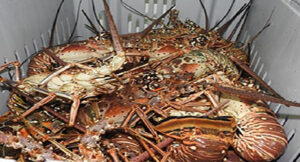 Más de 2 mil embarcaciones saldrán a pescar langostas en el Caribe de Nicaragua