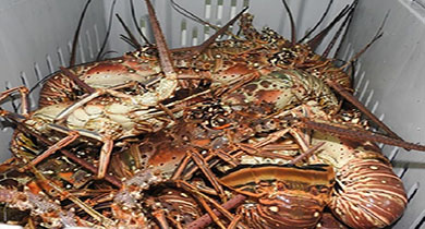 Más de 2 mil embarcaciones saldrán a pescar langostas en el Caribe de Nicaragua