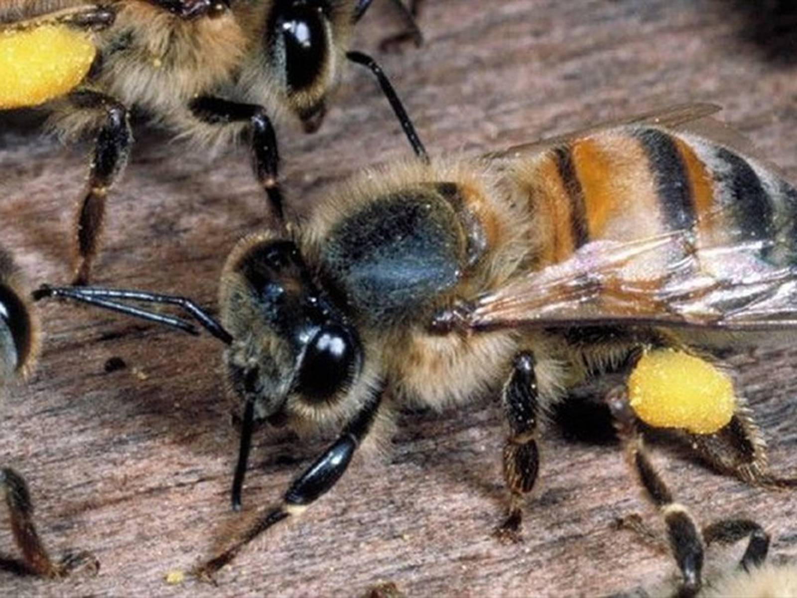 Ataque de abejas africanizadas deja grave a anciano de 80 años en Nueva Segovia