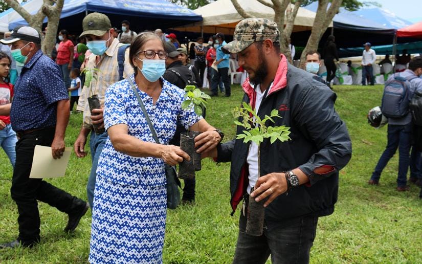 Nicaragua sembrará 6 millones de árboles en 2023