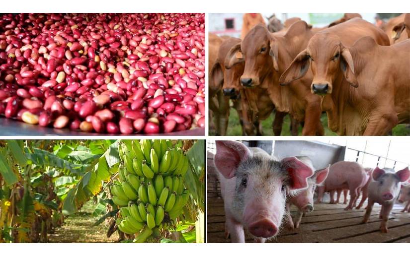 Nicaragua a duplicado su producción agrícola en 15 años