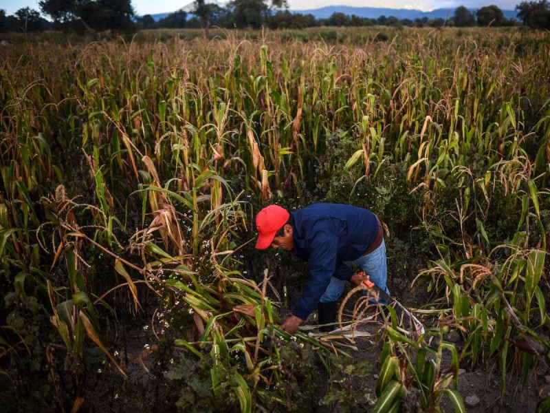 México rechaza comer maíz transgénico y EEUU que lo usen en tortillas
