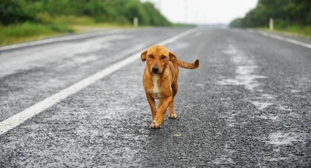 Motorizado murió al intentar esquivar un perro en Granada