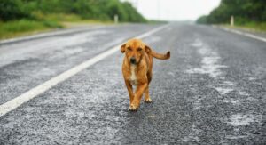 Motorizado murió al intentar esquivar un perro en Granada