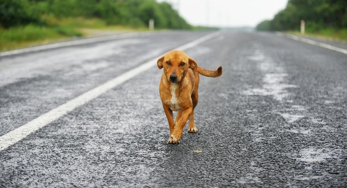 Motorizado murió al intentar esquivar un perro en Granada