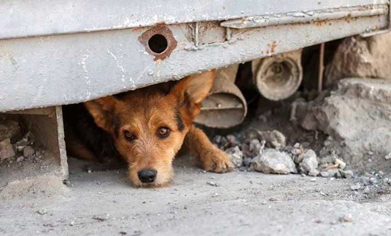 27 de julio: Día Internacional del Perro Callejero