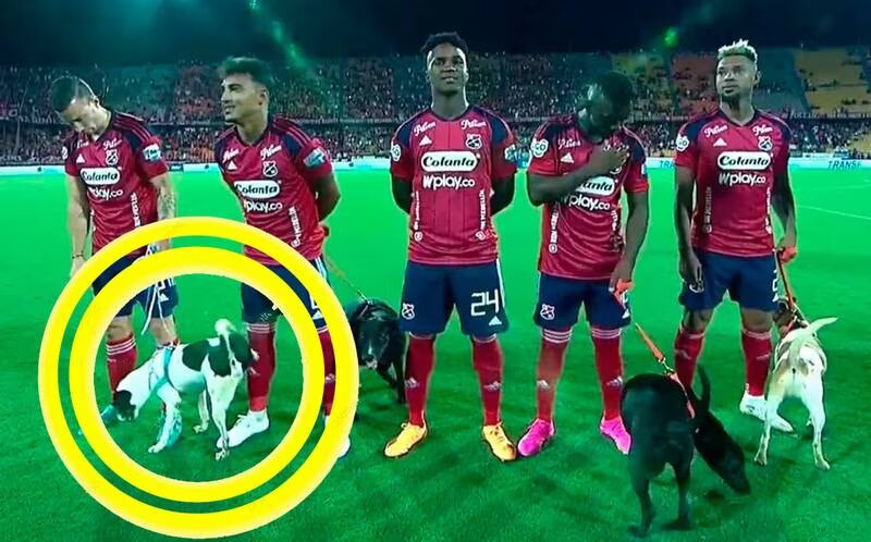 Perro orina a futbolista que promovía su adopción en partido de la Liga colombiana 