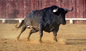 Ciudadano con graves lesiones al ser embestido por toro en una barrera de Managua