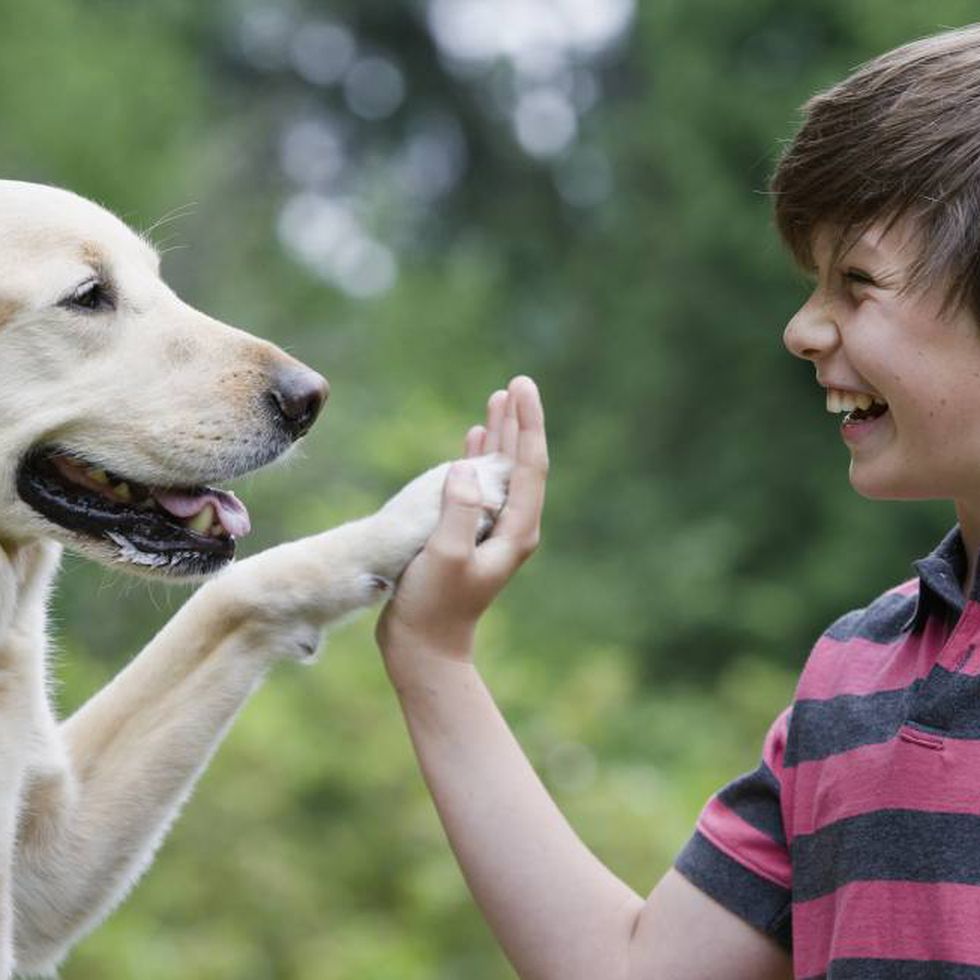 ¿Por qué es el perro el mejor amigo del hombre?