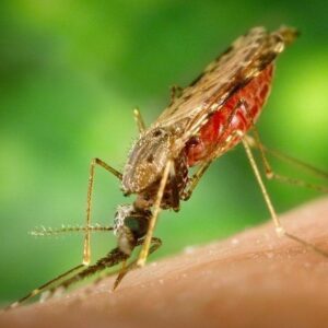Malaria registra un alza del 36% de acuerdo al Ministerio de Salud