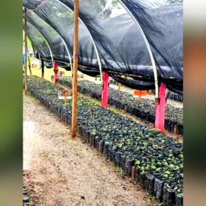 30 mil plantas para reforestar producirá vivero inaugurado en Bilwi