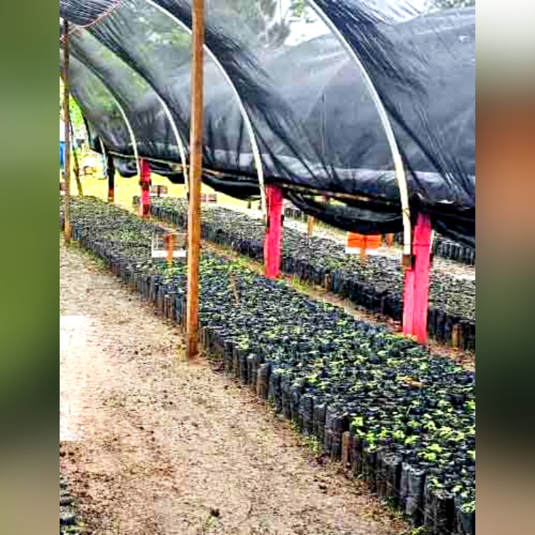 30 mil plantas para reforestar producirá vivero inaugurado en Bilwi
