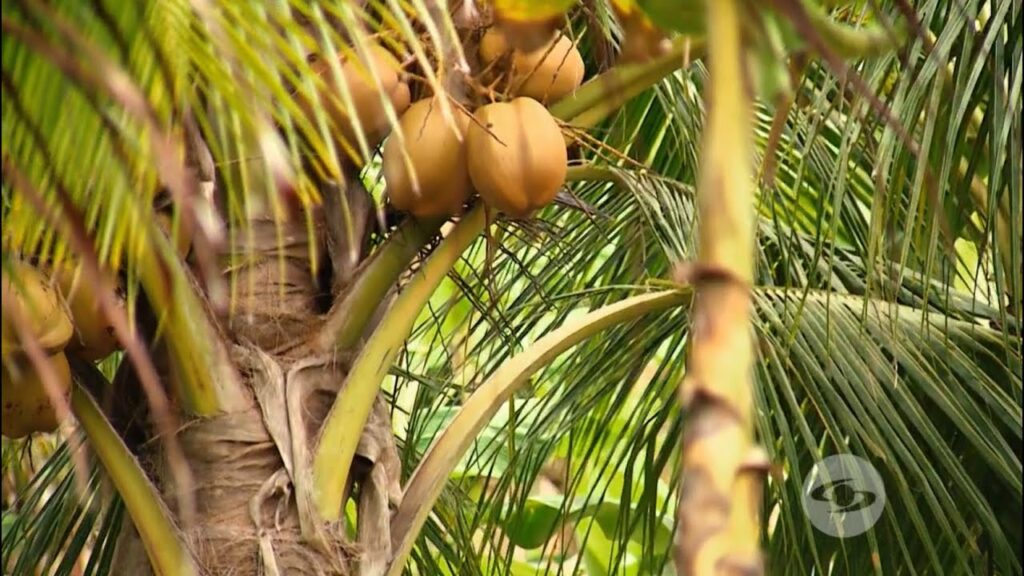 Menor se enreda en cuerda y perece por asfixia mecánica en Bilwi