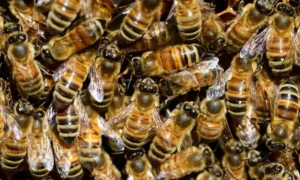 Bomberos rescatan a tres hombres atacados por abejas africanizadas en Estelí