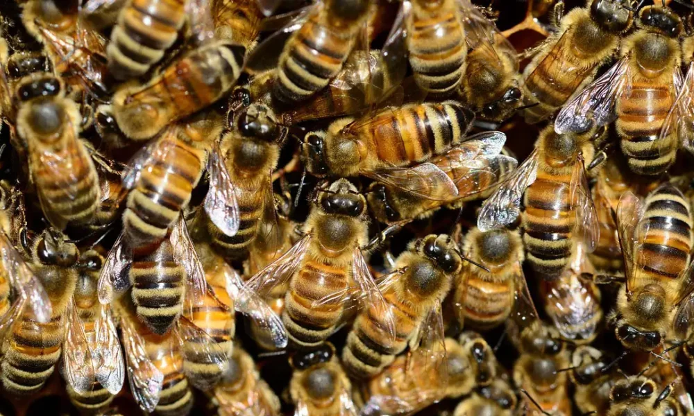 Bomberos rescatan a tres hombres atacados por abejas africanizadas en Estelí