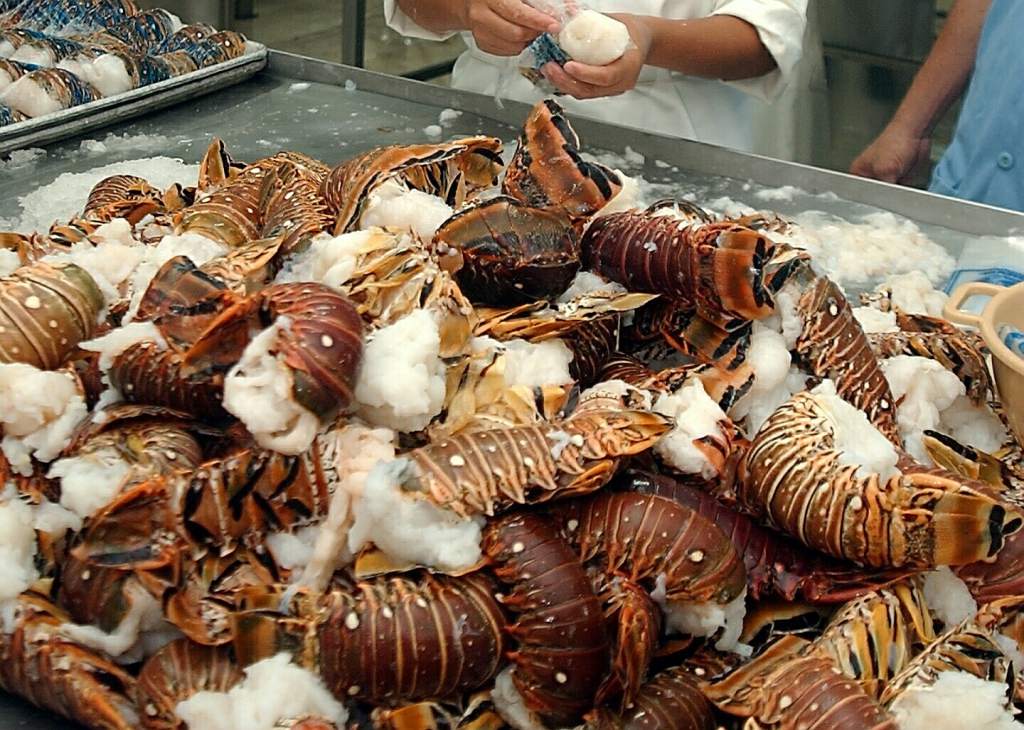 Nicaragua busca obtener certificación de calidad en la pesca sostenible