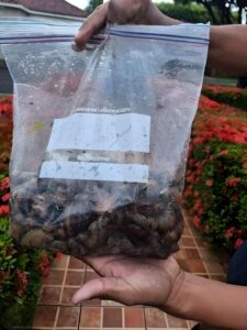 Más de 38 mil caracoles africanos fueron recolectados en área de contención en el municipio de Ticuantepe