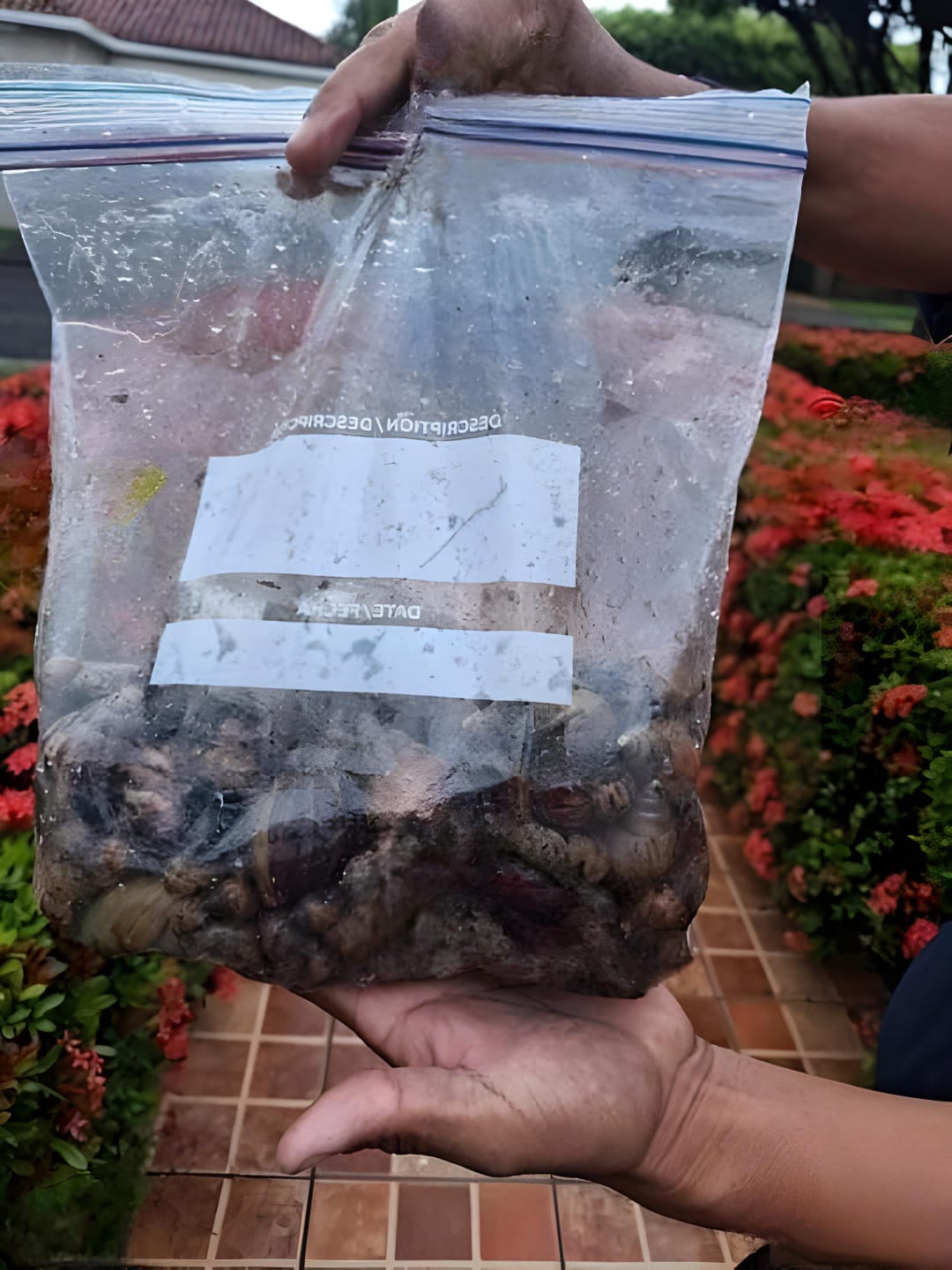 Más de 38 mil caracoles africanos fueron recolectados en área de contención en el municipio de Ticuantepe