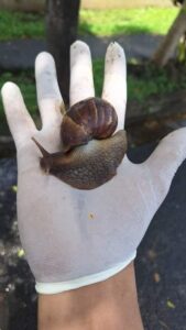 Declaran Alerta y cuarentena fitosanitaria por la presencia del caracol gigante africano en Ticuantepe