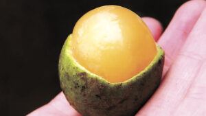 Semilla de mamón provoca muerte por asfixia a niño de 2 años