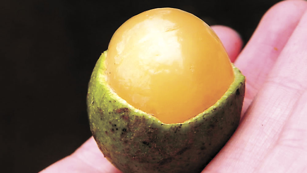 Semilla de mamón provoca muerte por asfixia a niño de 2 años