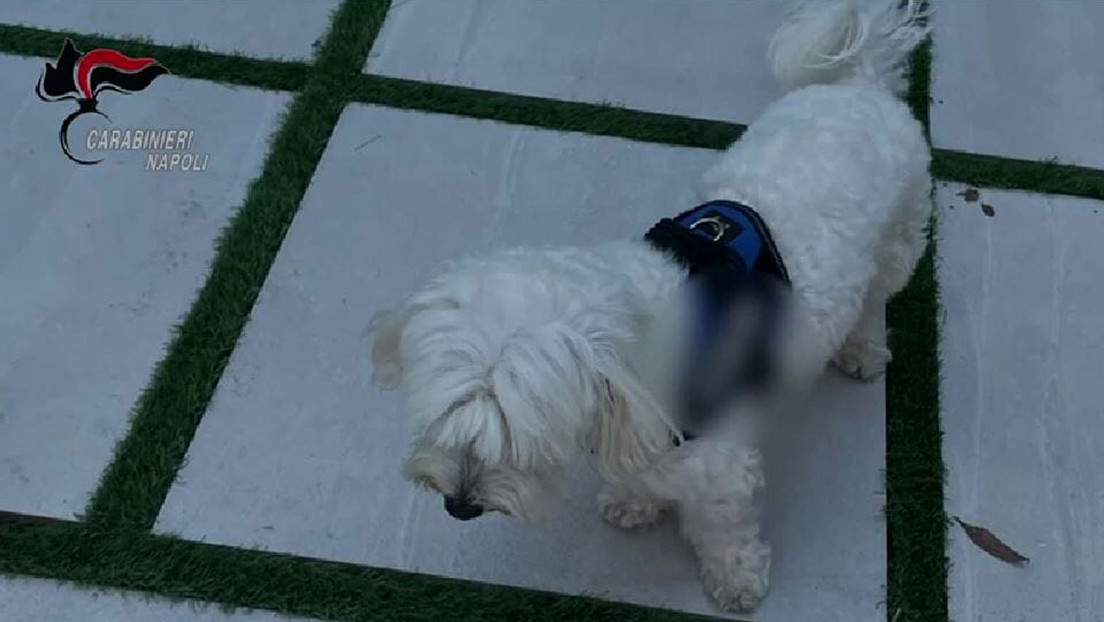 Un perro delata la ubicación de un jefe de la mafia italiana prófugo