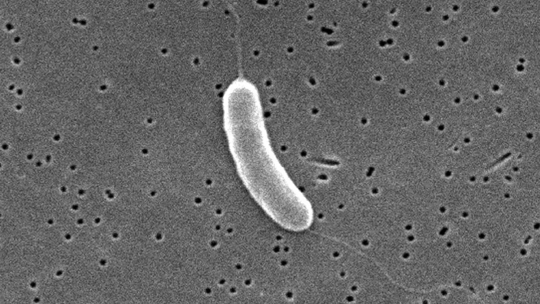 Bacteria ‘comecarne’ causa varias víctimas mortales en EE.UU.