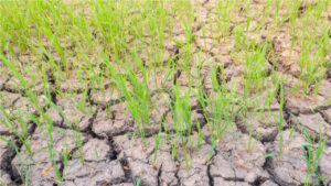 El INTA está valorando los índices productivos de una temporada con ausencia de lluvias