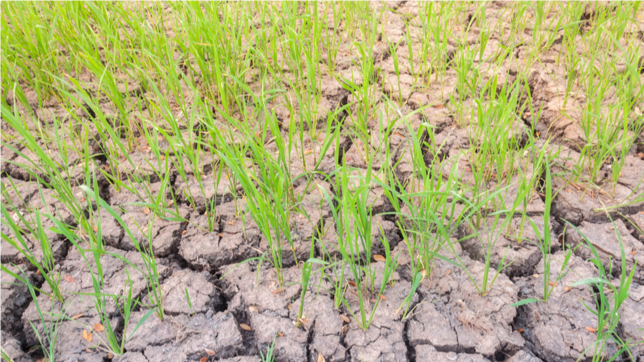 El INTA está valorando los índices productivos de una temporada con ausencia de lluvias