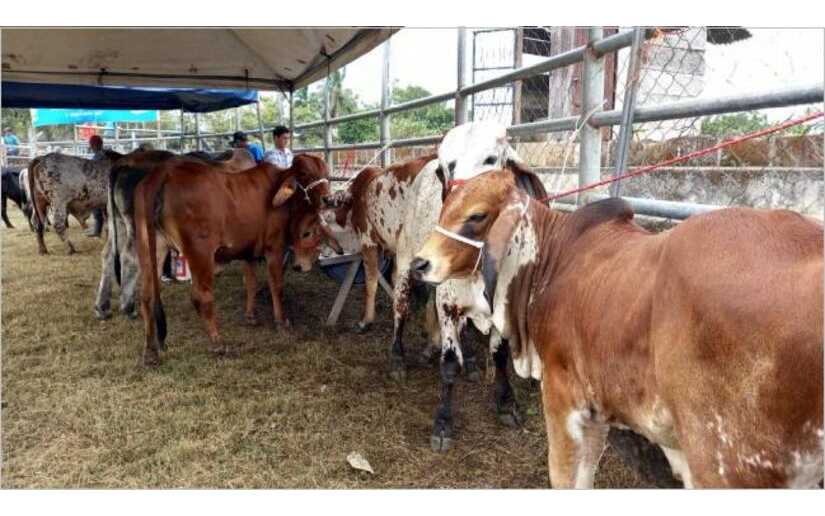 Más de 150 ganaderías, granjas criadoras y comercializadoras participarán en la Feria Ganadera Managua 2023