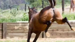 Hombre queda noqueado tras recibir patada de un caballo en Managua
