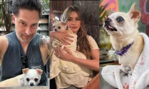 Sofía Vergara le dejará a Joe Manganiello su mascota ‘Bubbles’ tras el divorcio: “El perro me odia”