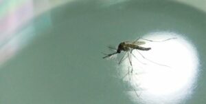Minsa: El dengue prevalece más durante el invierno