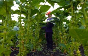 Tabaco con aroma de Nicaragua