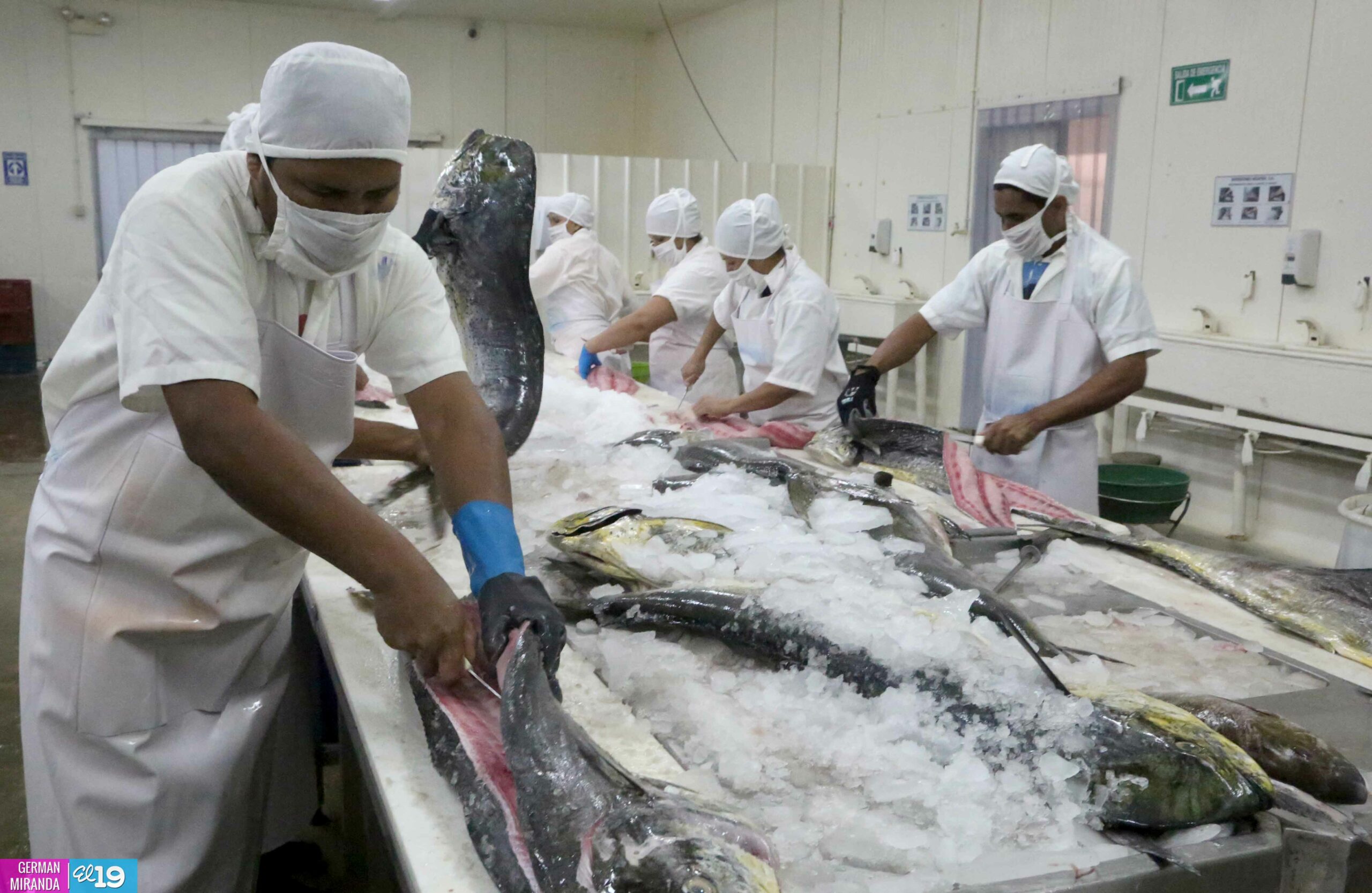 TLC con China triplicaría exportaciones pesqueras de Nicaragua hasta por $900 millones