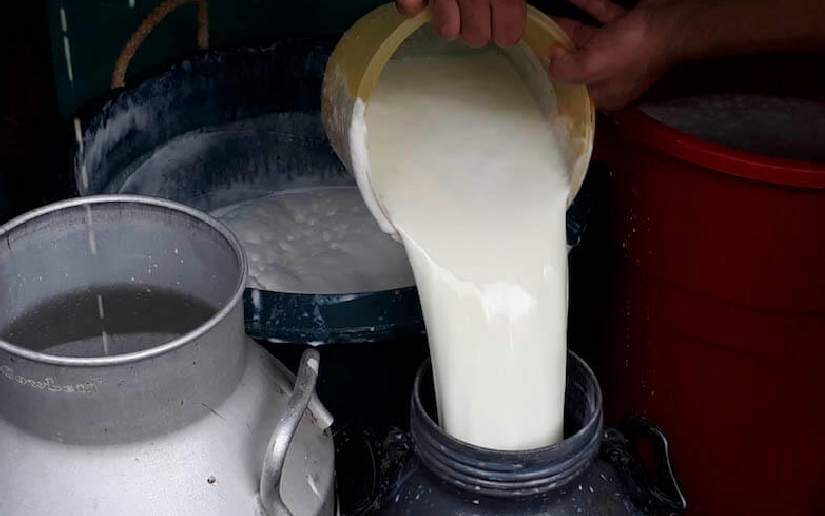 Producción de leche aumenta 13.1% en el II cuatrimestre en Nicaragua