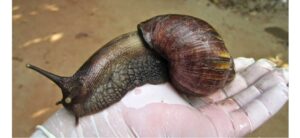 Nicaragua intensifica acciones para combatir el caracol gigante africano