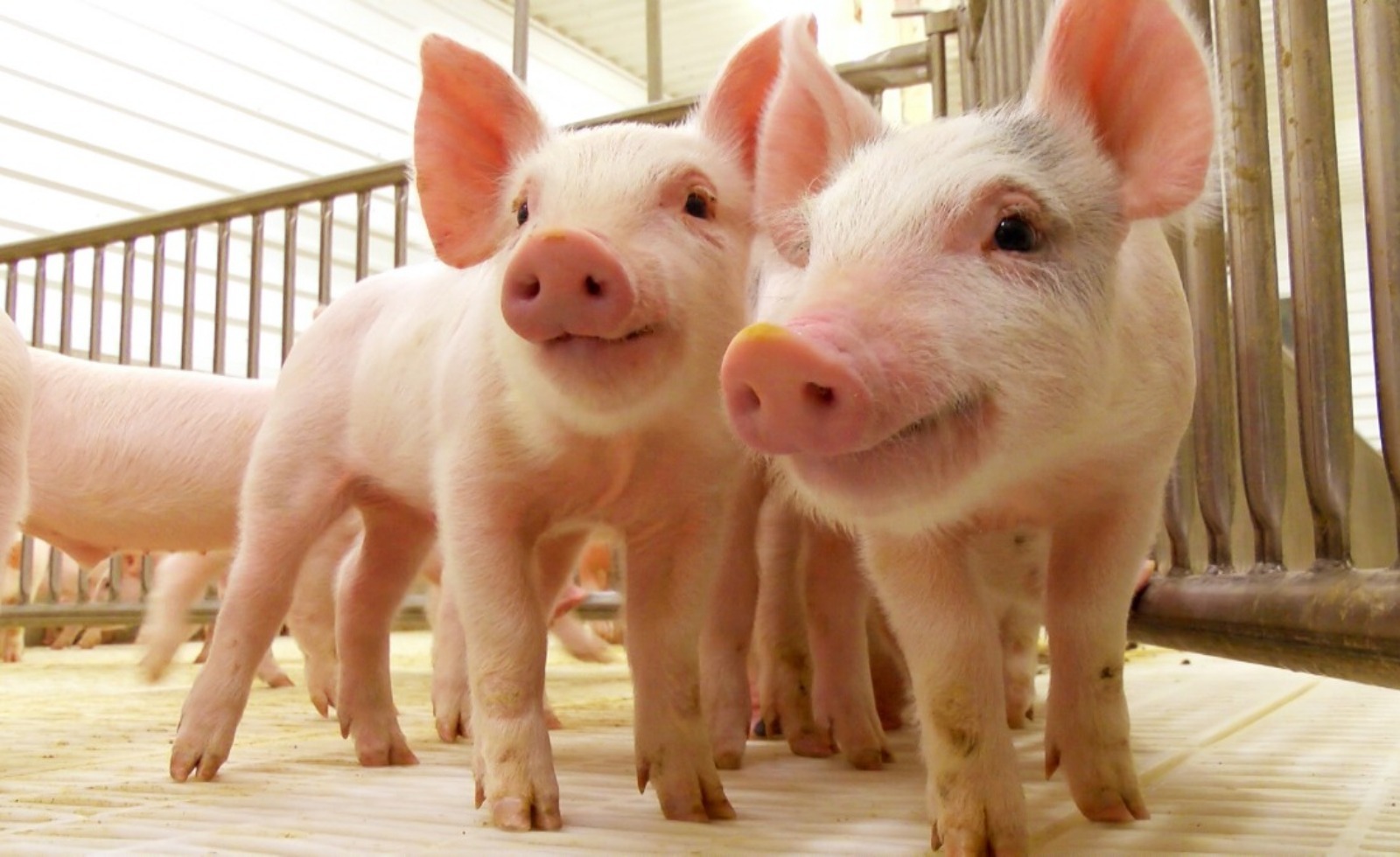 Incrementa en un 4.8% la producción en el sector porcino nicaragüense
