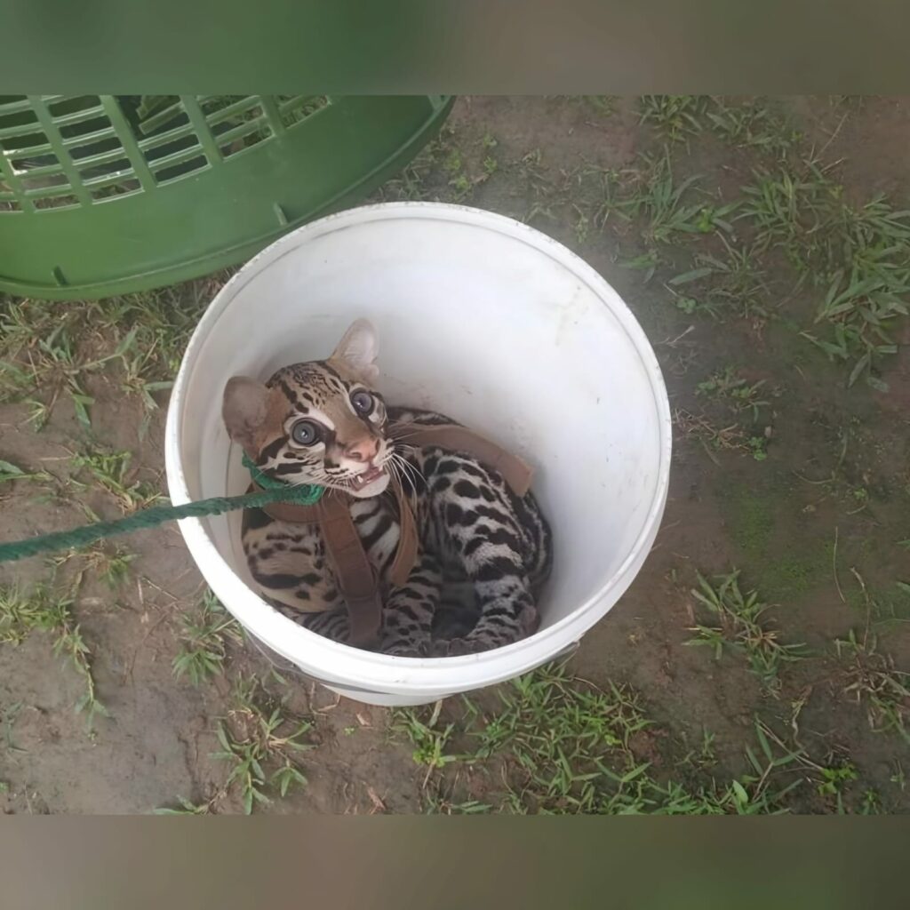 fotografía del tigrillo decomisado
