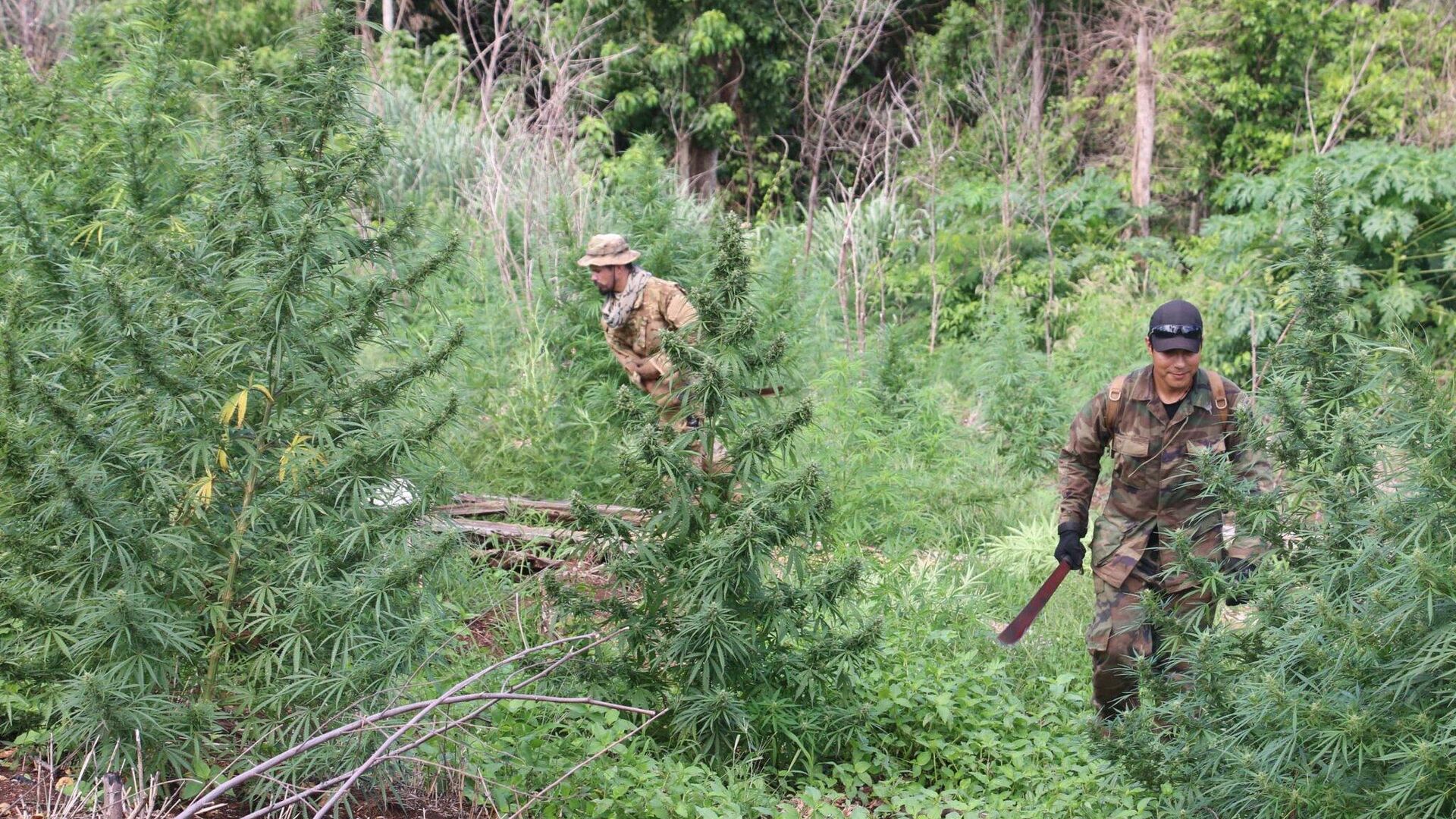 Paraguay y Brasil decomisan 27 toneladas de marihuana en ofensiva antidrogas en frontera